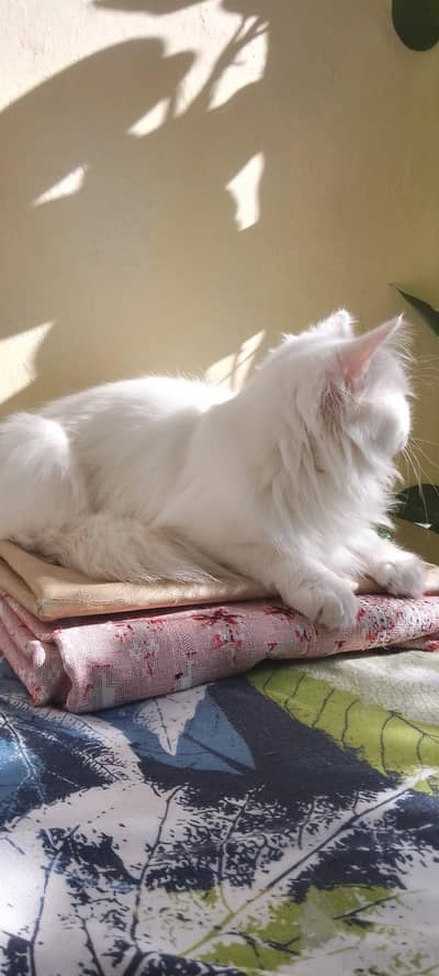 White Trained Persian Male For sale