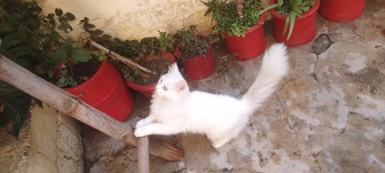 White Trained Persian Male For sale — photo 2