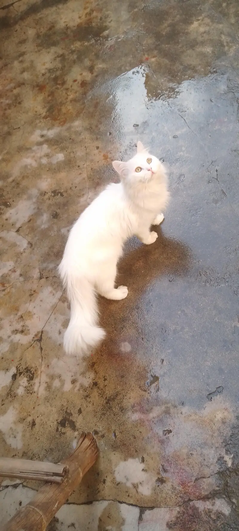 White Trained Persian Male For sale — photo 3