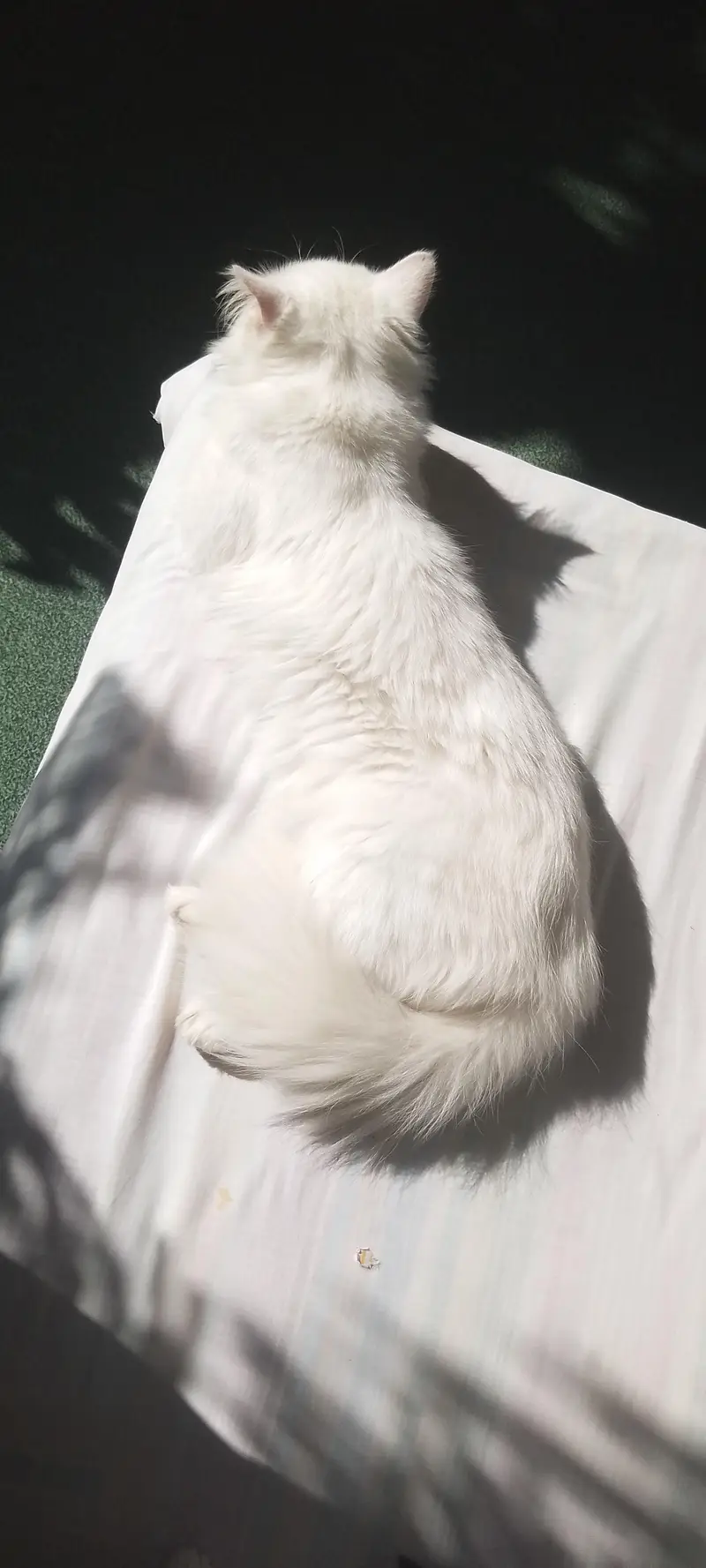 White Trained Persian Male For sale — photo 4
