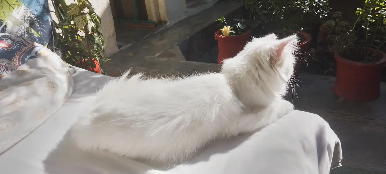 White Trained Persian Male For sale — photo 5