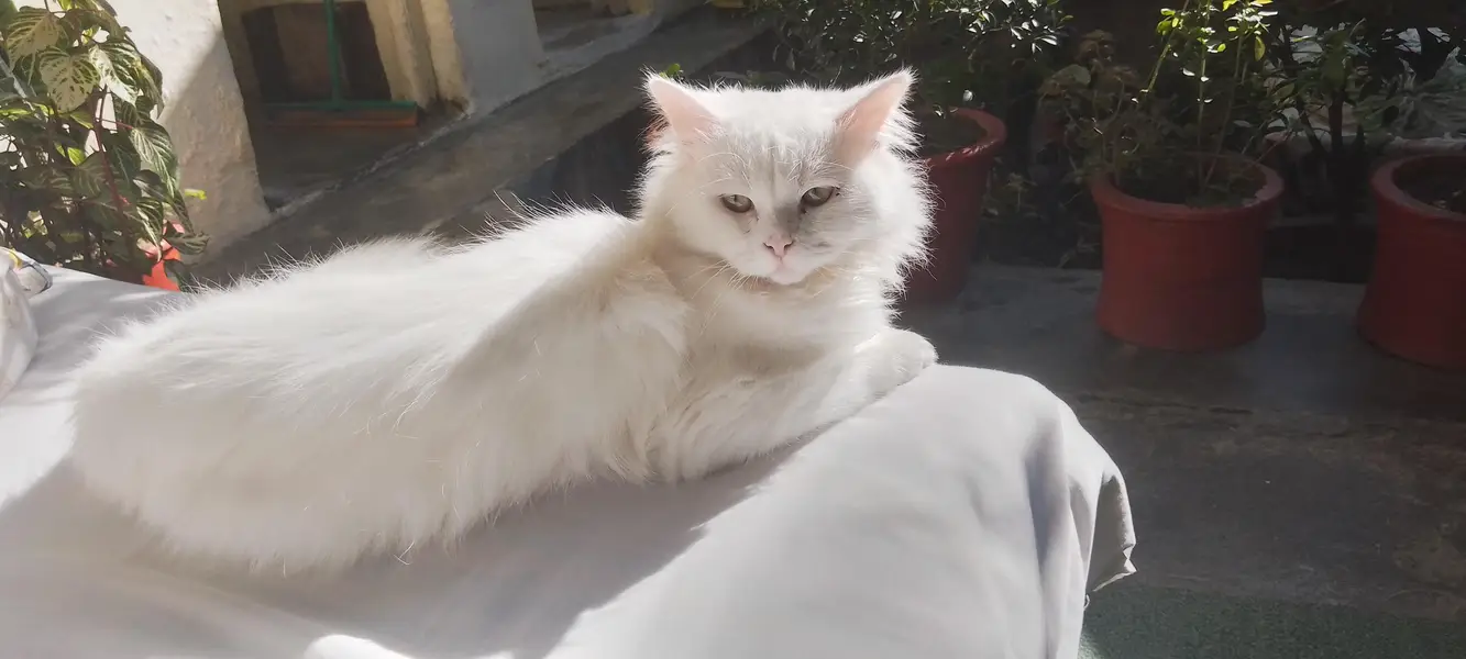 White Trained Persian Male For sale — photo 6