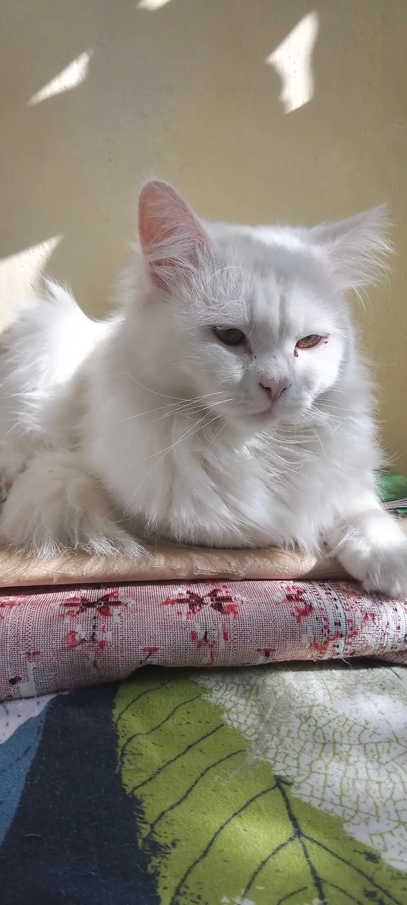 White Trained Persian Male For sale — photo 7