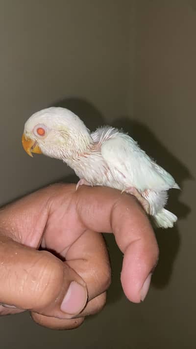 Hand tame near to self ready for fly tame near to self