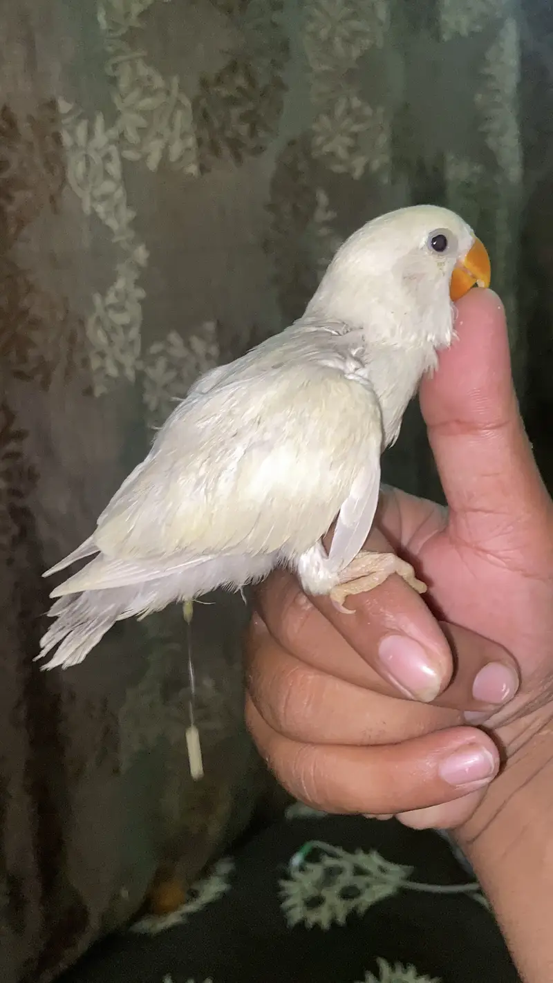Hand tame near to self ready for fly tame near to self — photo 3