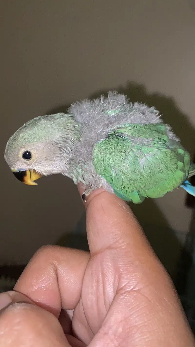 Hand tame near to self ready for fly tame near to self — photo 4