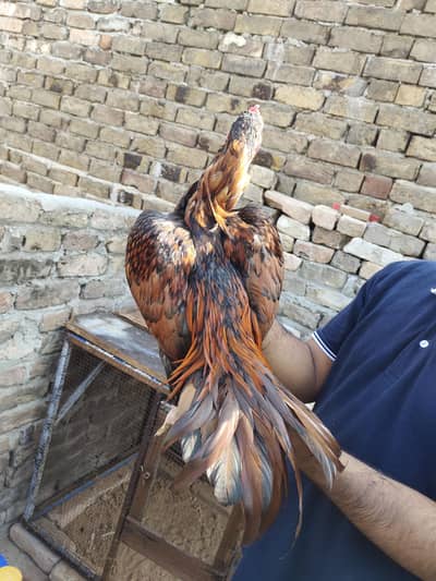 aseels for sale
