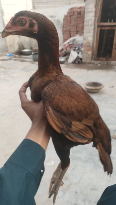 Female 1 years