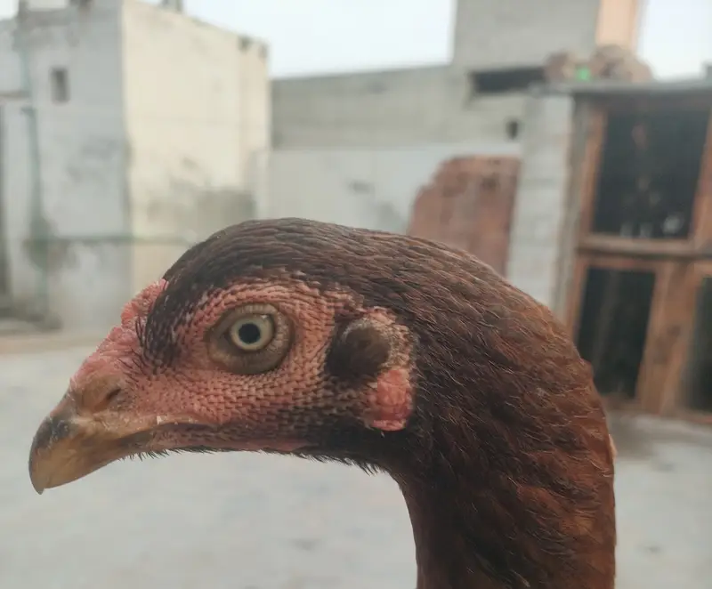 Female 1 years — photo 2
