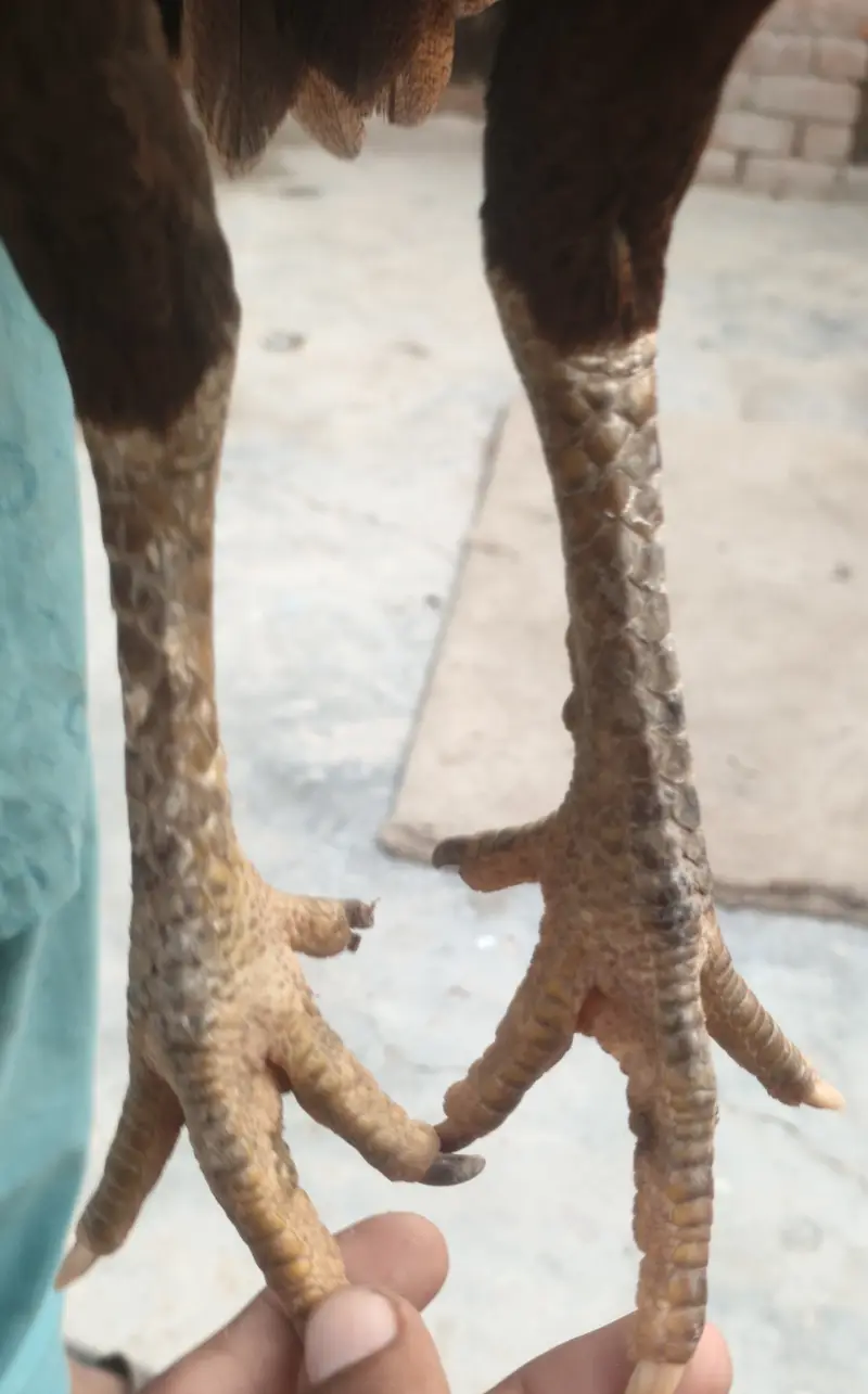Female 1 years — photo 3