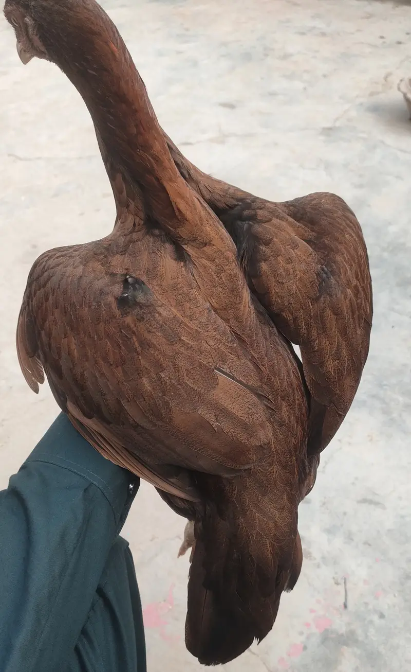 Female 1 years — photo 4