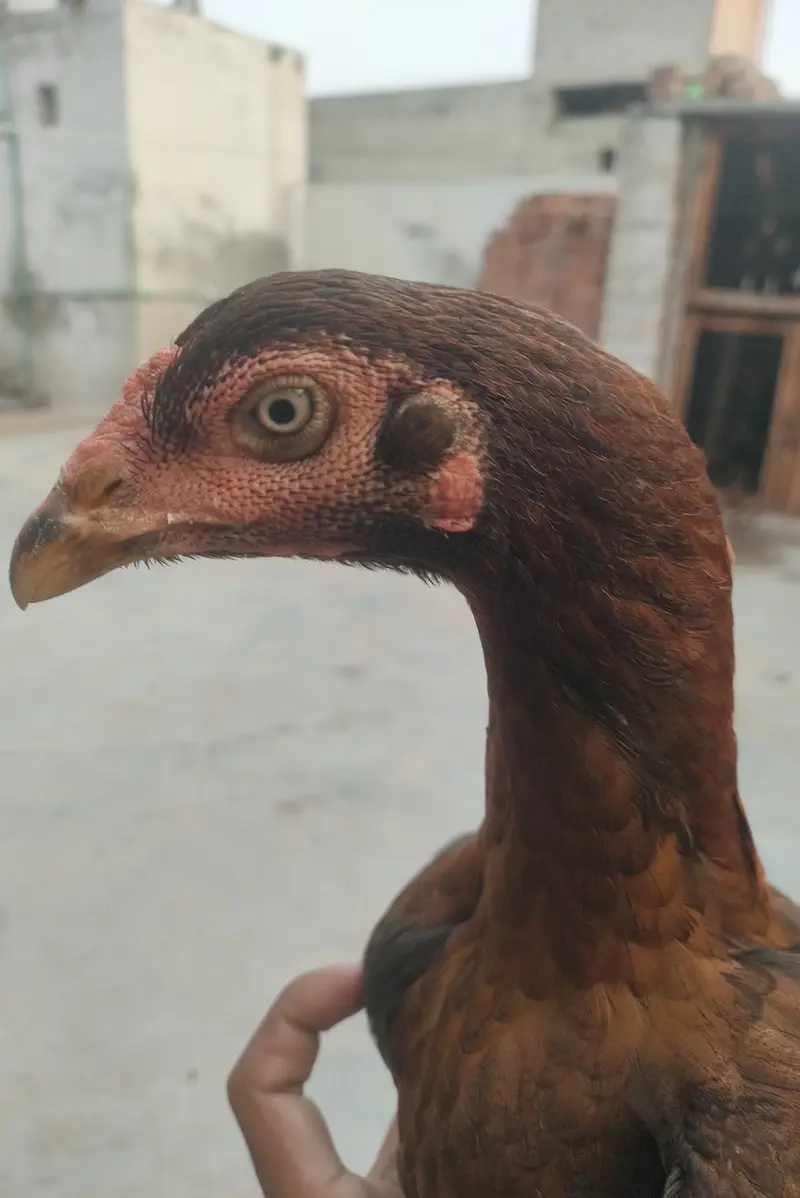 Female 1 years — photo 5