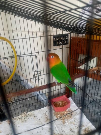love birds