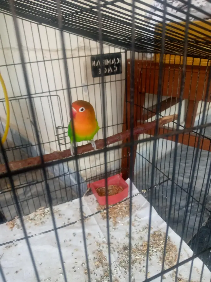 love birds — photo 2