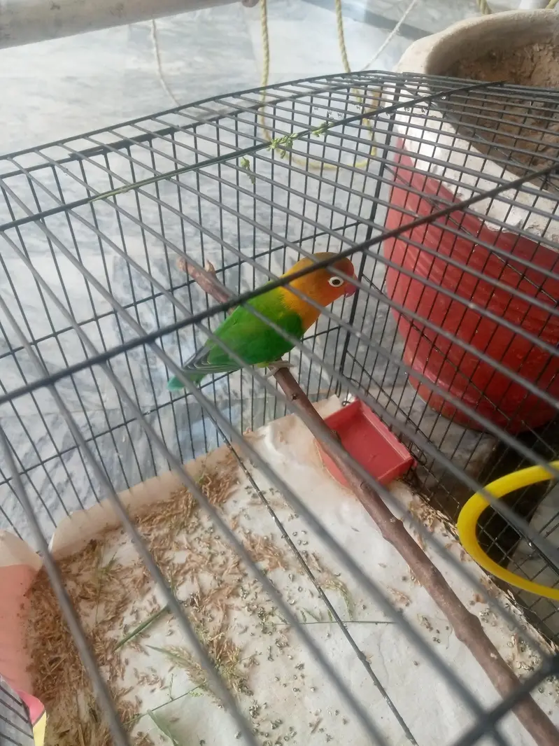 love birds — photo 3