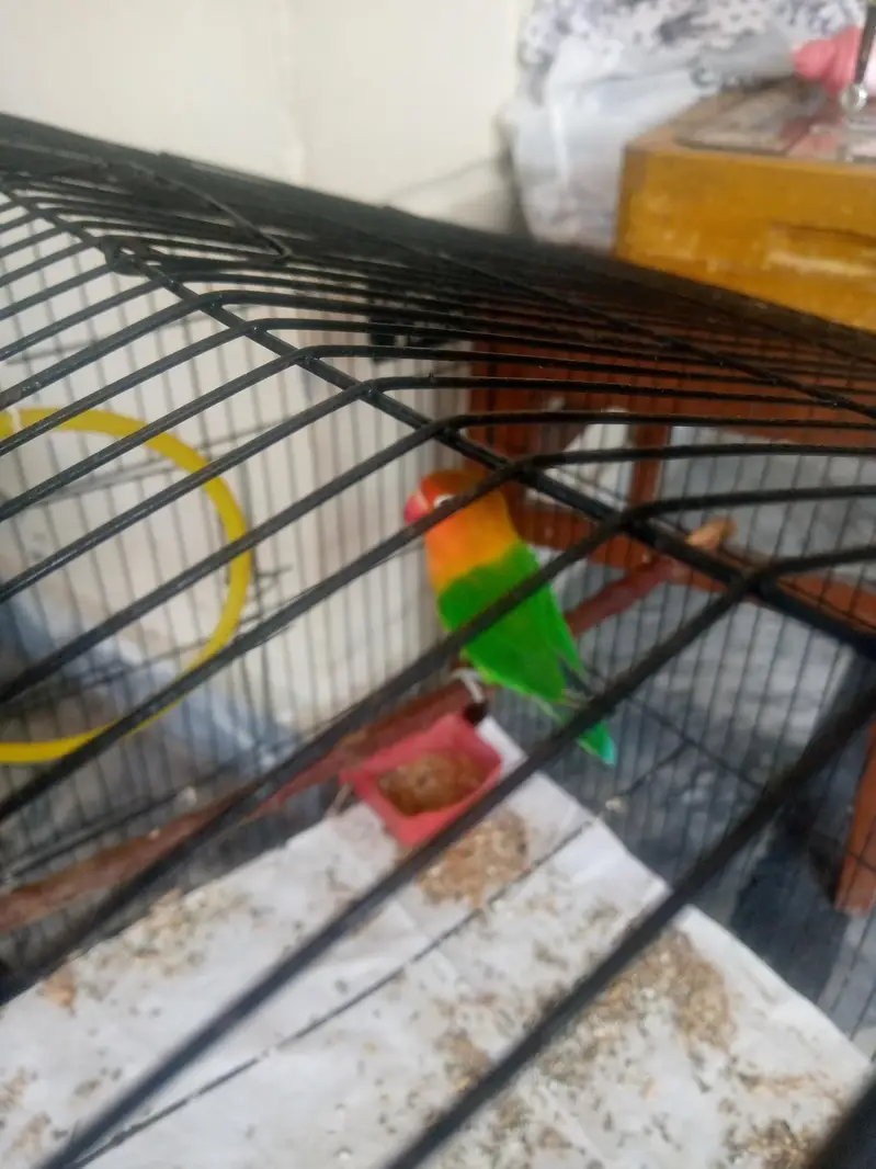 love birds — photo 4