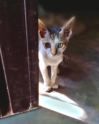 piyara little  kitten