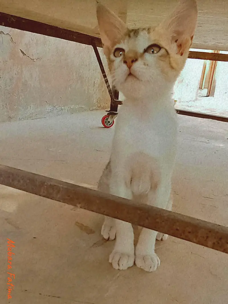 piyara little  kitten — photo 2