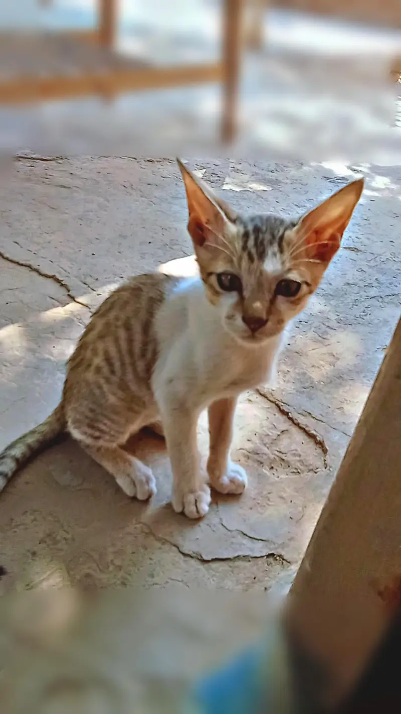 piyara little  kitten — photo 3