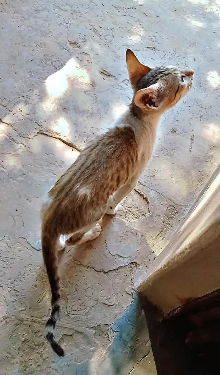 piyara little  kitten — photo 4