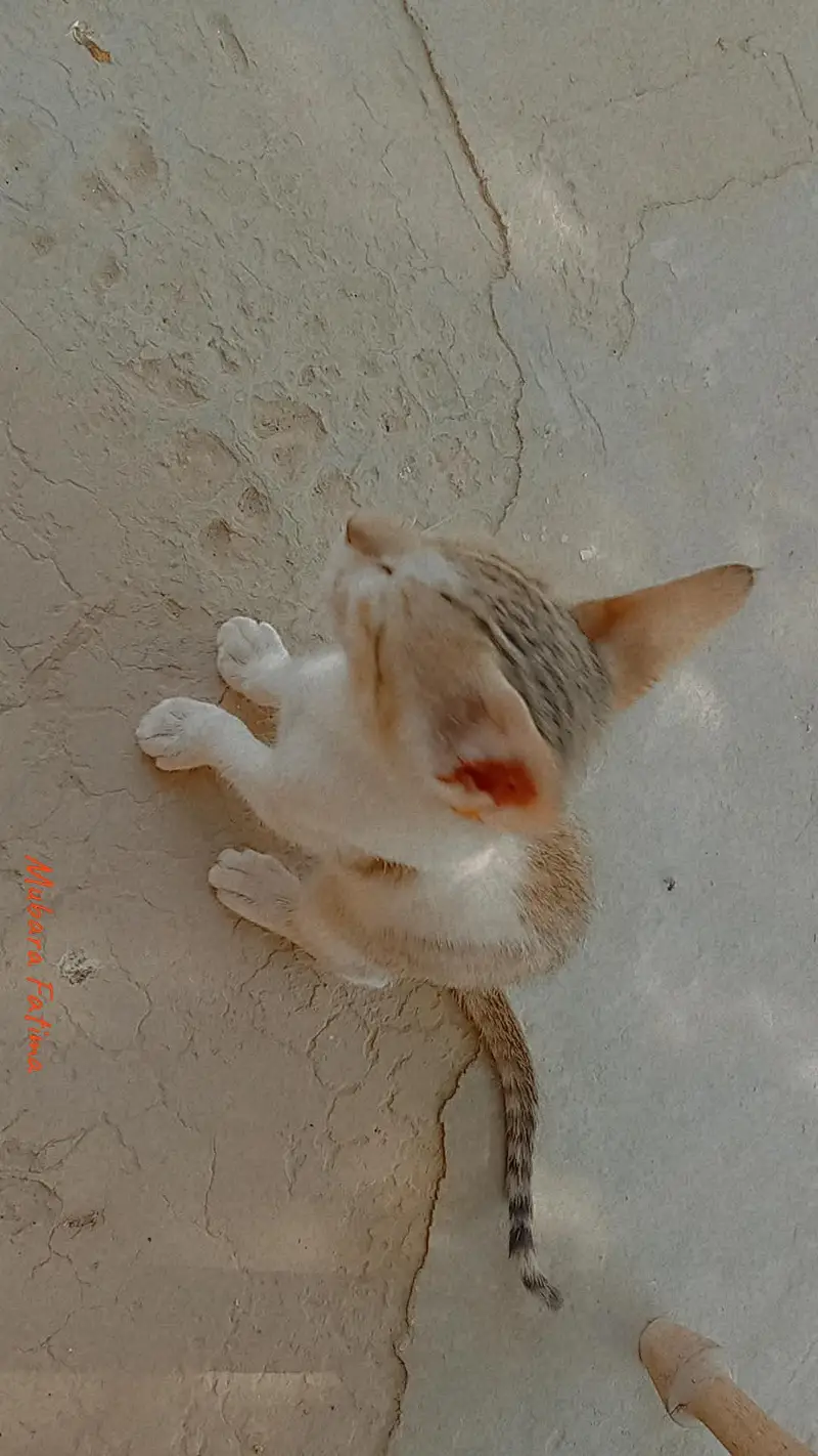 piyara little  kitten — photo 5