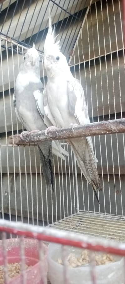 gray and white mix cocktai breaderl pair