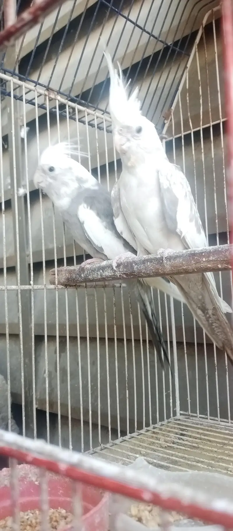 gray and white mix cocktai breaderl pair — photo 2