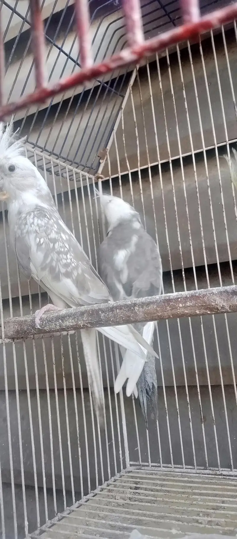 gray and white mix cocktai breaderl pair — photo 3