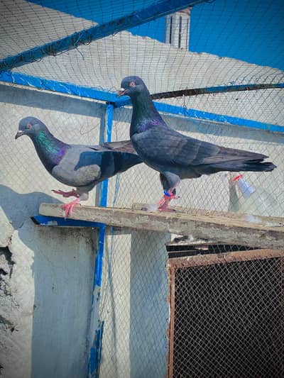 1 Kamagar Breader Pair for Sale Male and Female