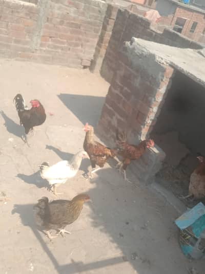 Desi murga or murgia sale
