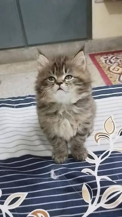 cat's
