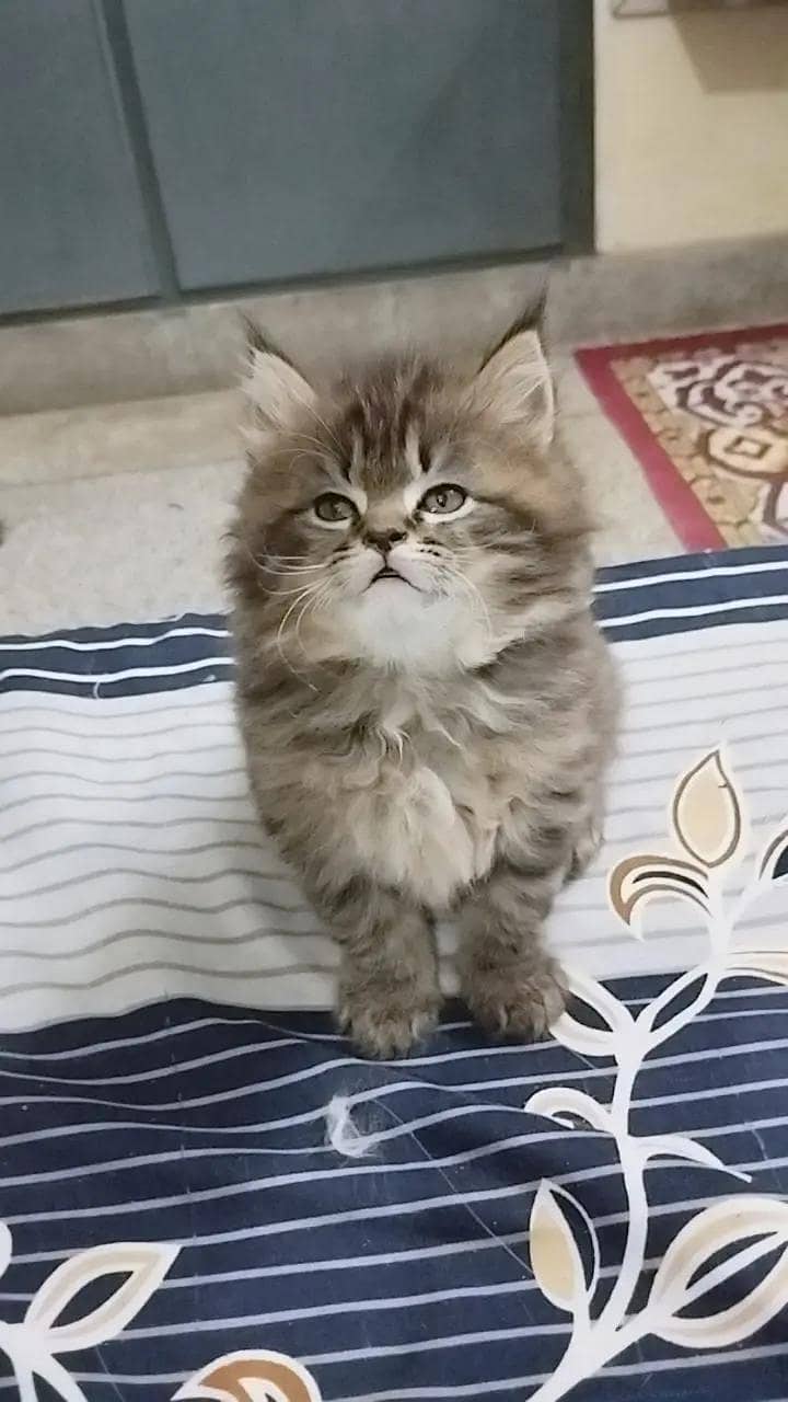 cat's 0