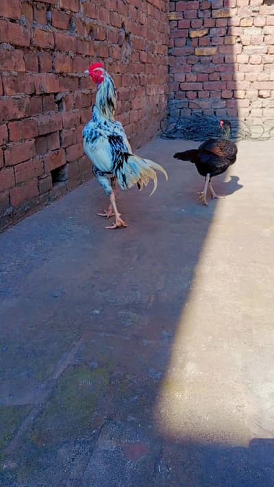 2 aseel murga or murgiya for sale  (0327-090_30-36_)
