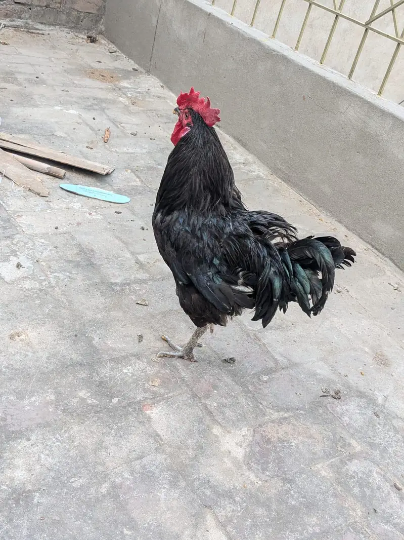 Pure Desi Pair — photo 2
