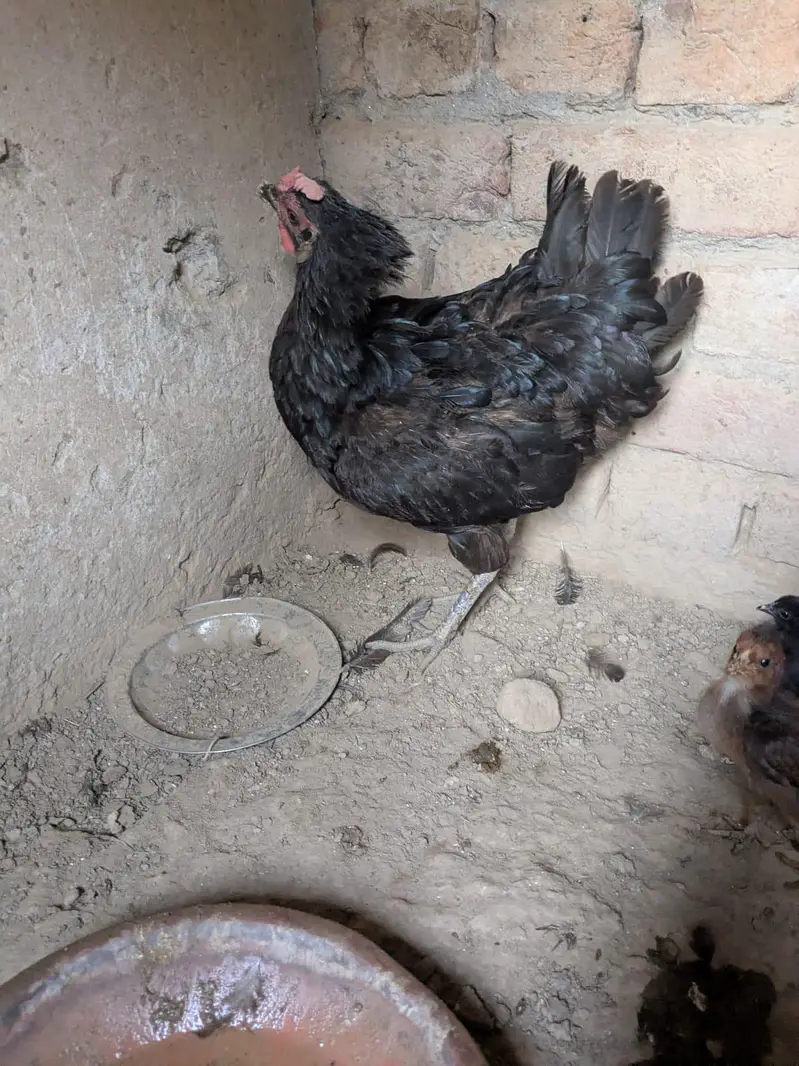 Pure Desi Pair — photo 5