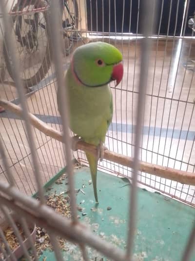 selling my lovely parrot