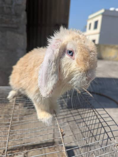 Holland lop adalt male