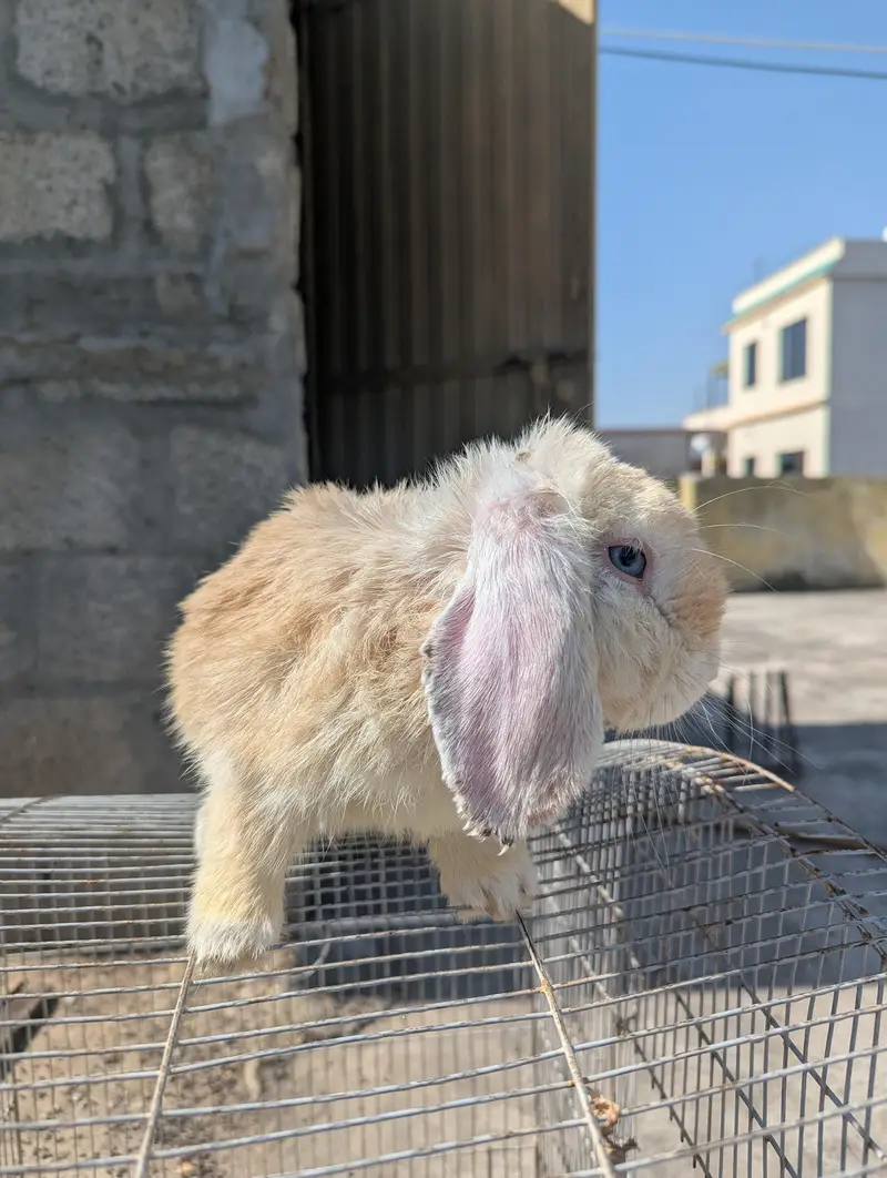 Holland lop adalt male — photo 2