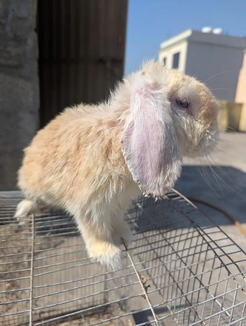 Holland lop adalt male — photo 3