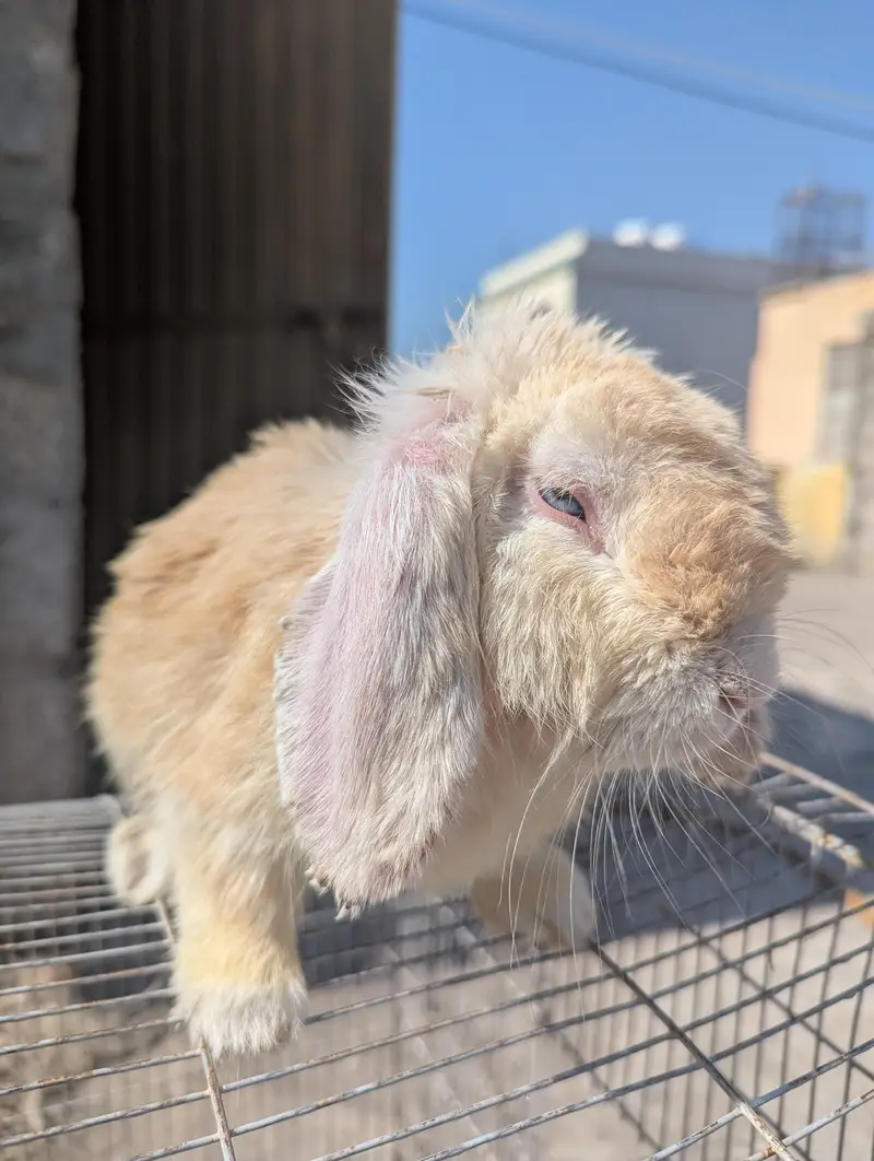 Holland lop adalt male — photo 4