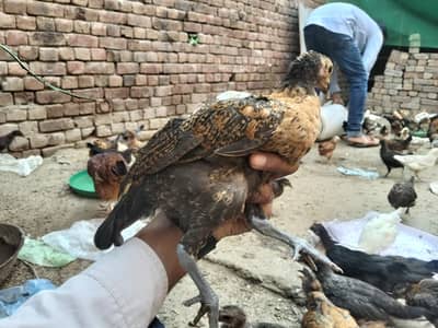 Golden Misiri Chick's 2 month Old Females