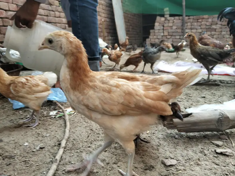 Golden Misiri Chick's 2 month Old Females — photo 2