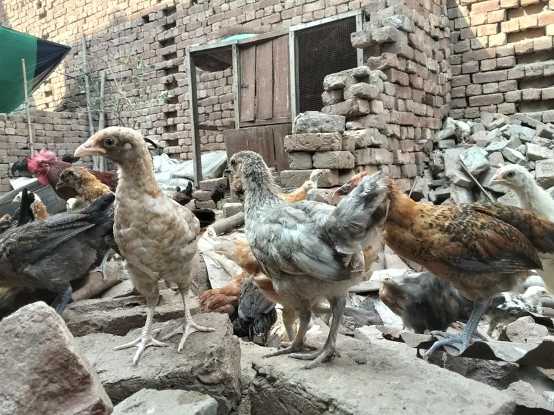 Golden Misiri Chick's 2 month Old Females — photo 3