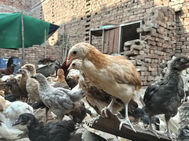 Golden Misiri Chick's 2 month Old Females — photo 4