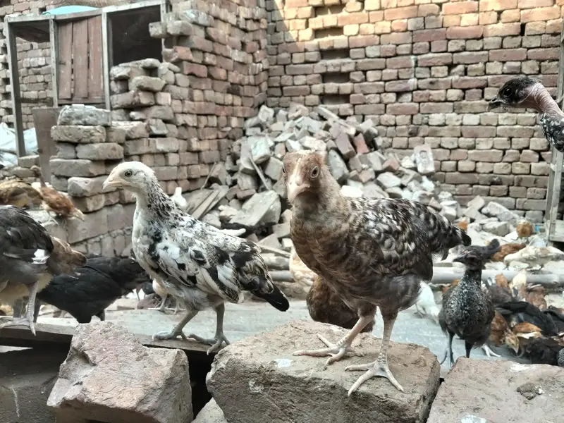 Golden Misiri Chick's 2 month Old Females — photo 5