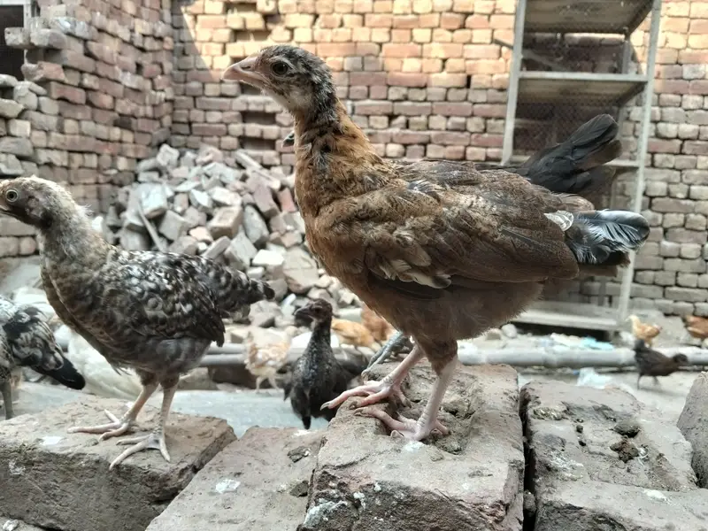 Golden Misiri Chick's 2 month Old Females — photo 6