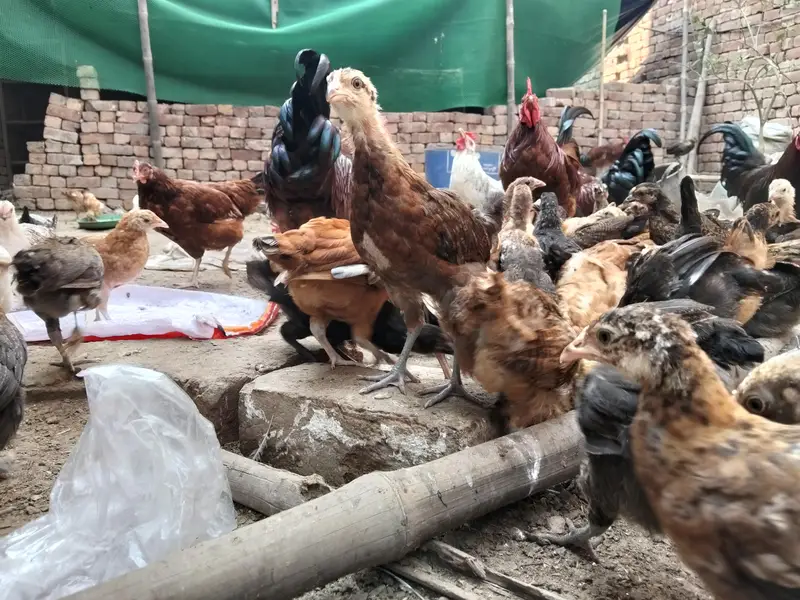 Golden Misiri Chick's 2 month Old Females — photo 7