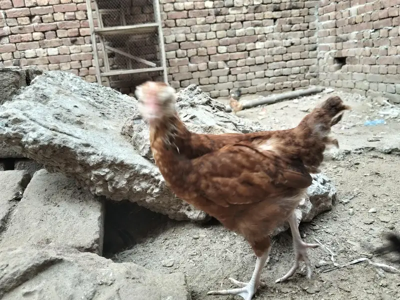 Golden Misiri Chick's 2 month Old Females — photo 8
