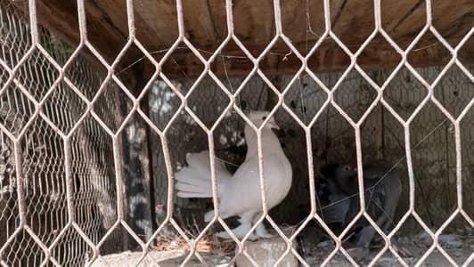 White and Black pigeons