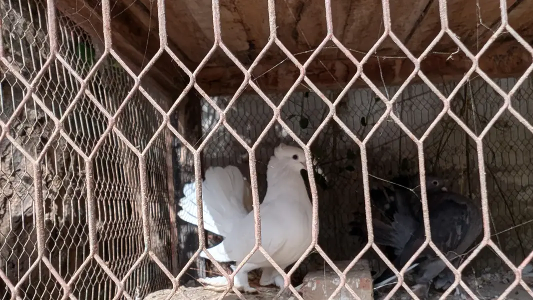 White and Black pigeons — photo 2